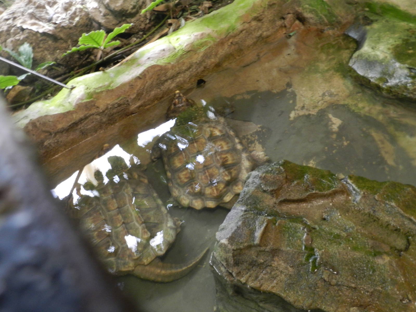 Alligator Snapping Turtles at Flamingo Land - 14/10/2012