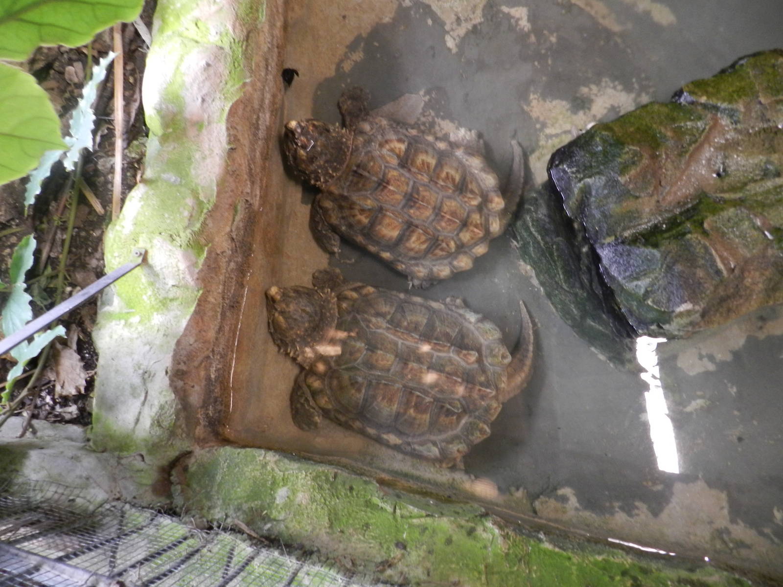 Alligator Snapping Turtles at Flamingo Land - 14/10/2012