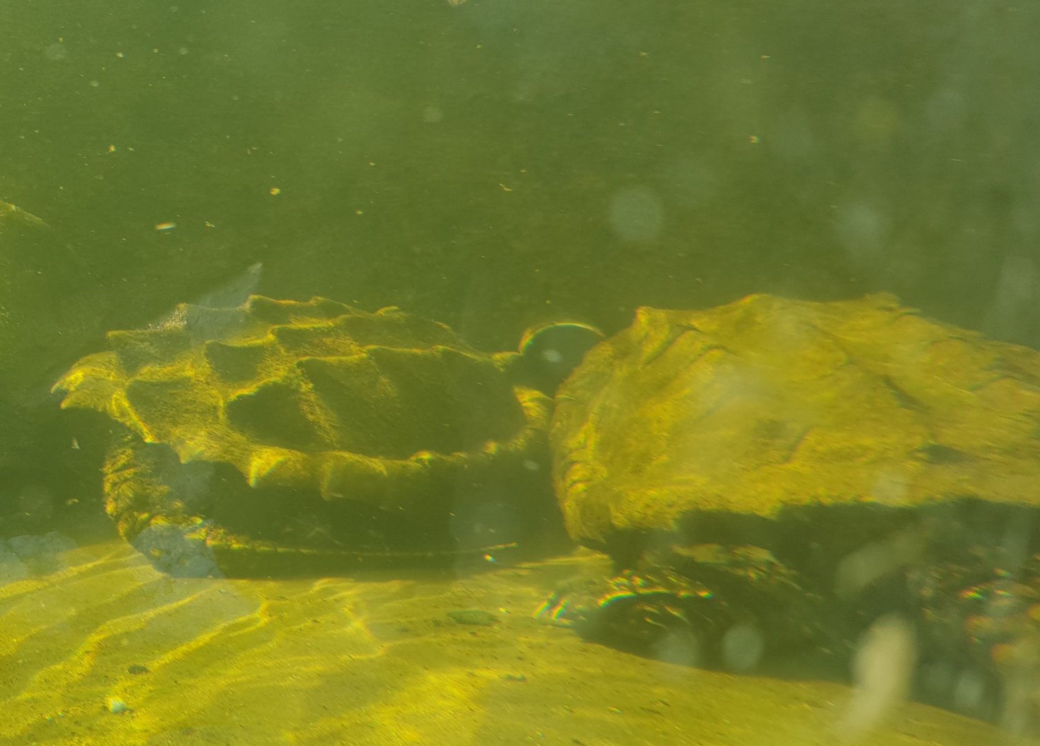 Alligator snapping turtles