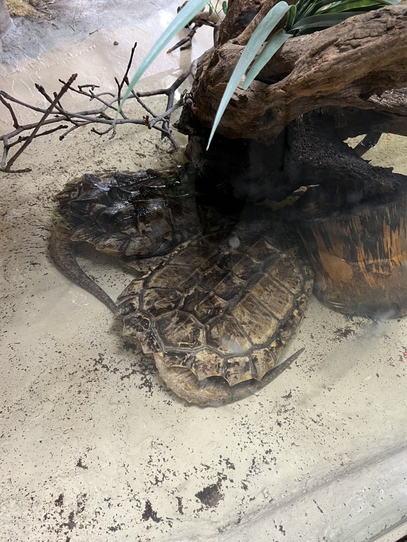 Alligator Snapping Turtles