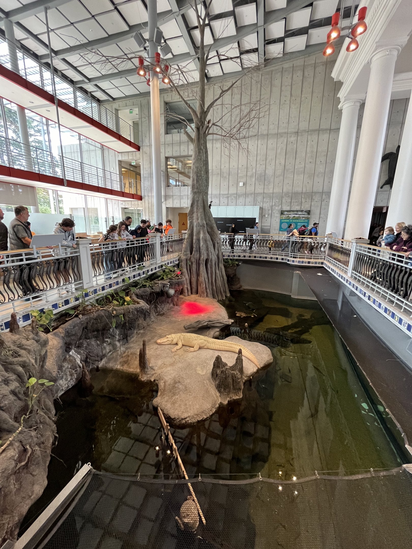 Alligator Swamp Exhibit