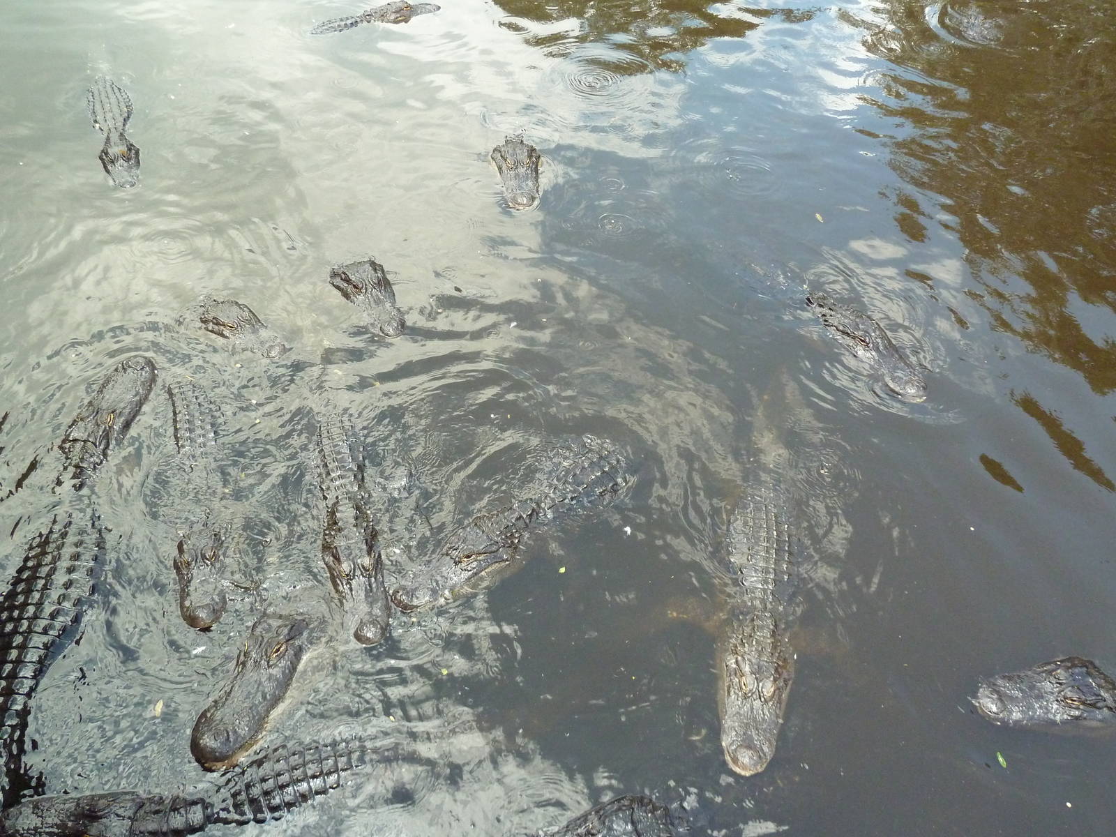 Alligator Swamp + Wading Bird Rookery - Feeding Time