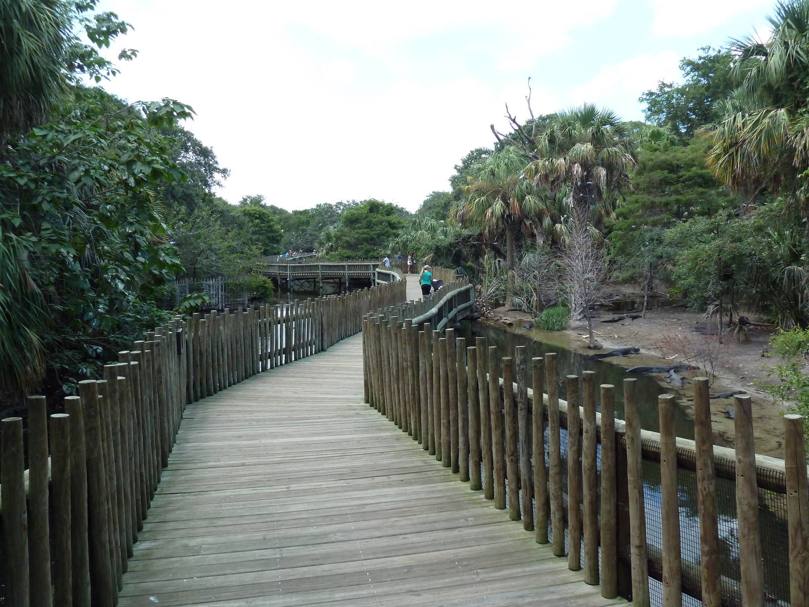 Alligator Swamp + Wading Bird Rookery