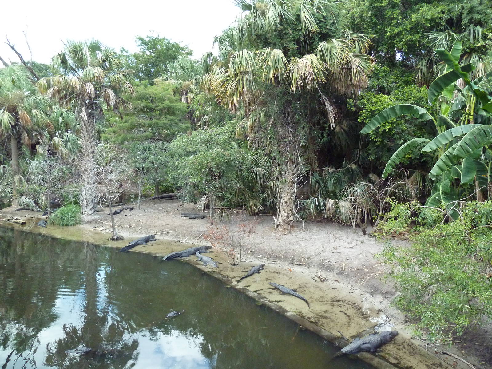 Alligator Swamp + Wading Bird Rookery