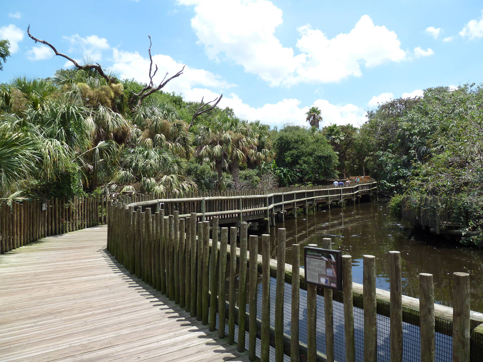 Alligator Swamp + Wading Bird Rookery