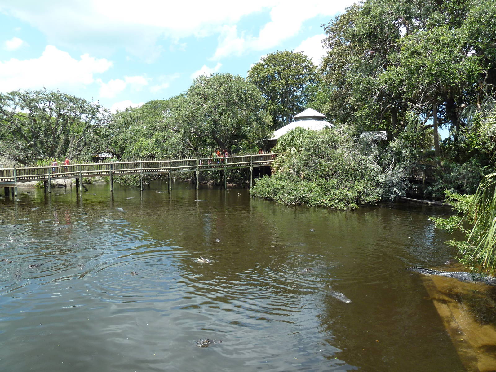 Alligator Swamp + Wading Bird Rookery