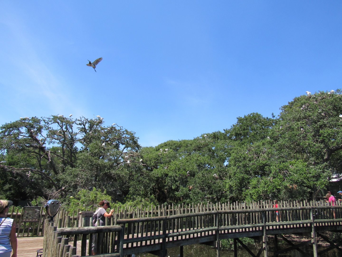 Alligator Swamp & Wading Bird Rookery