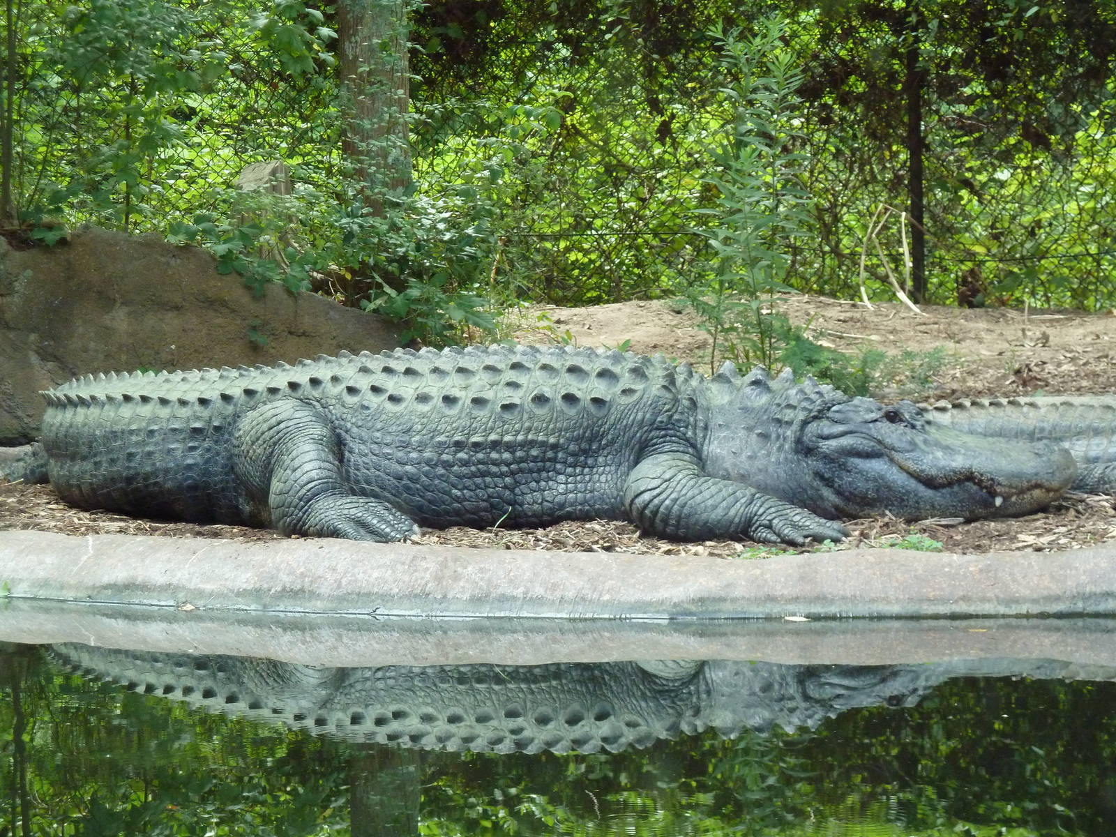 Alligator