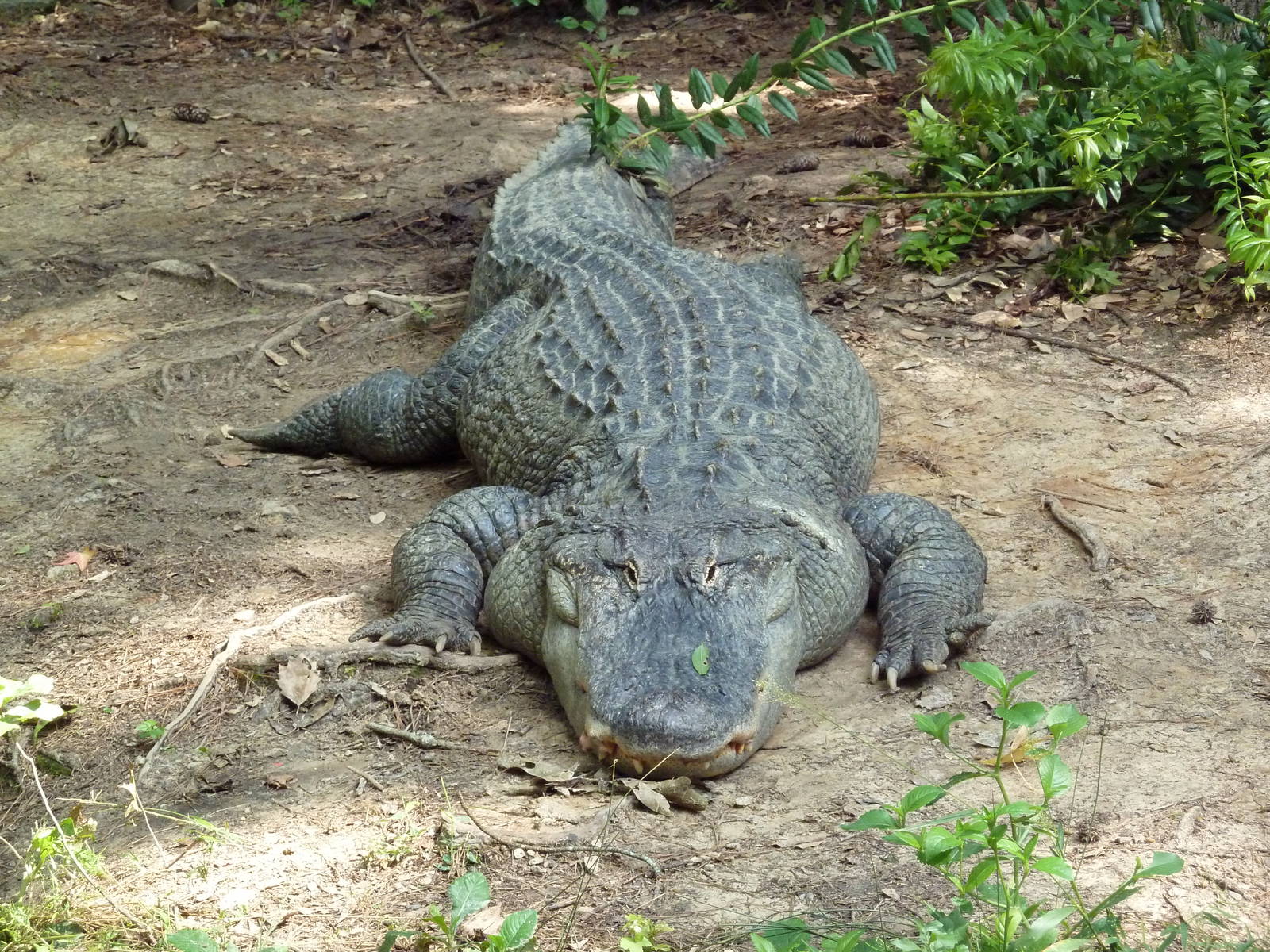 Alligator