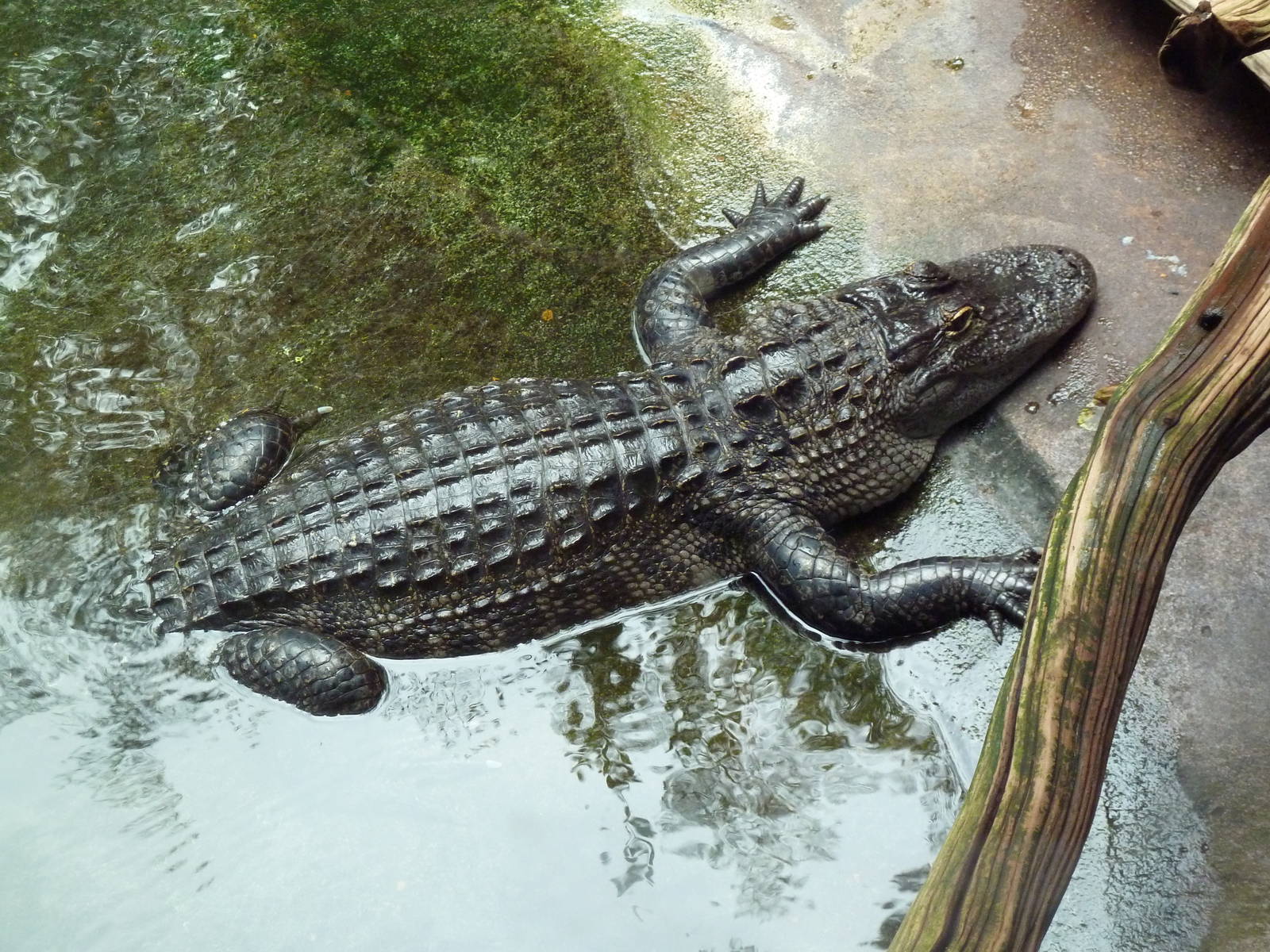 Alligator