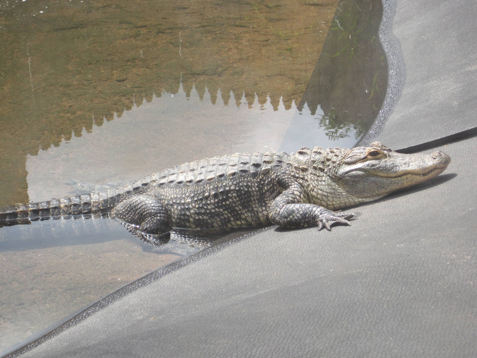 Alligator