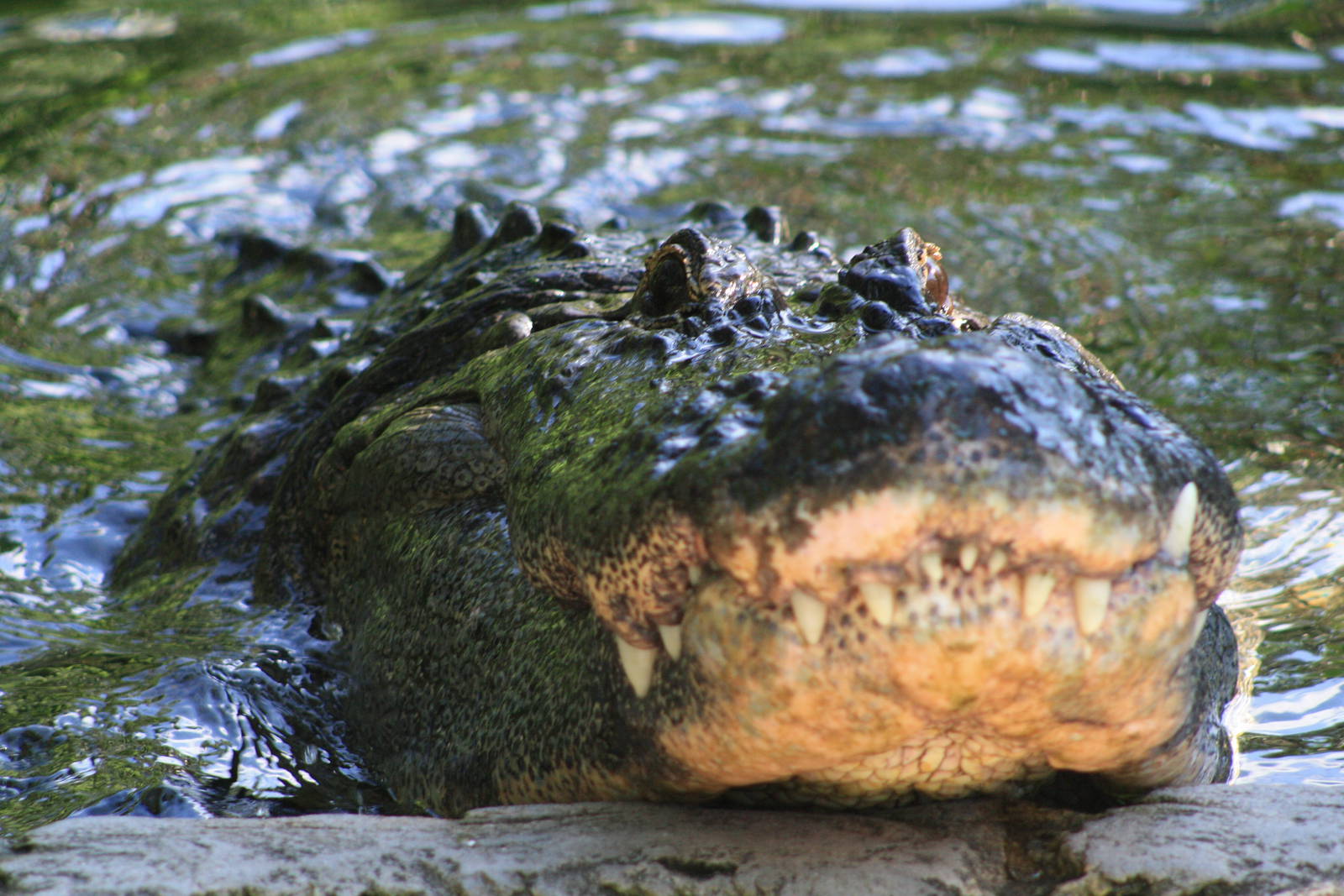 Alligator