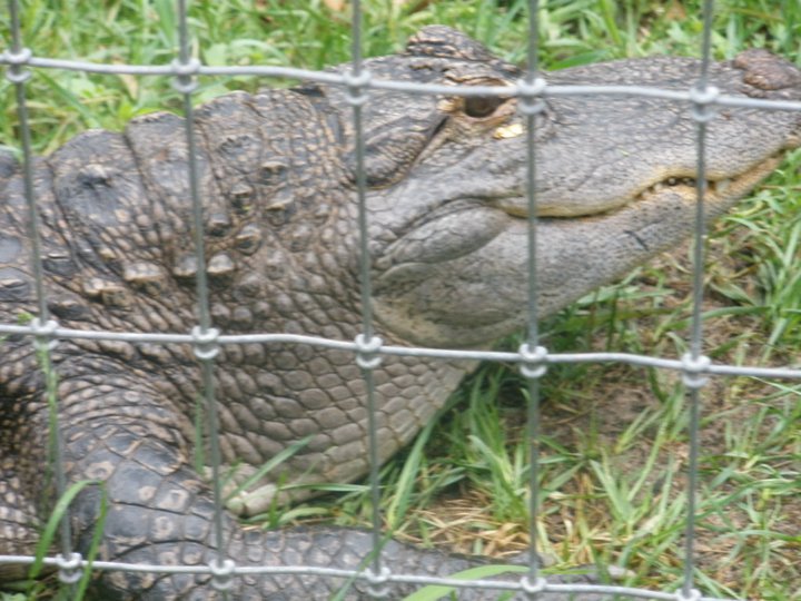 alligator