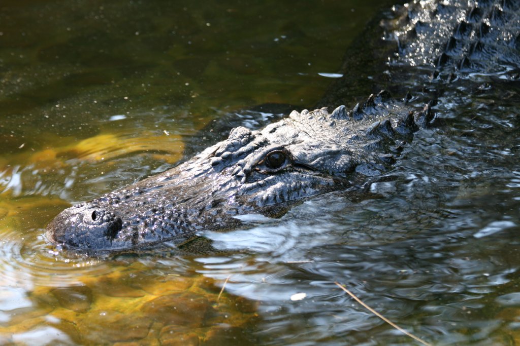 Alligator