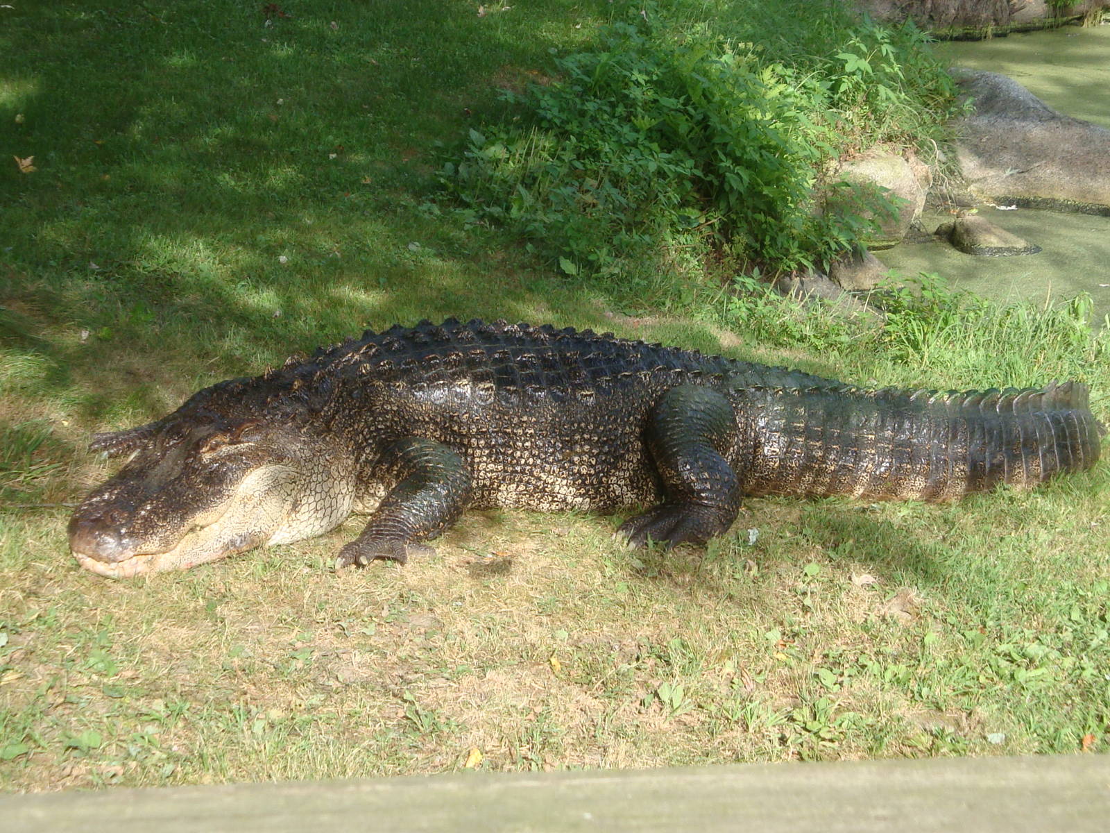 Alligator