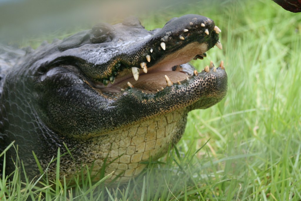 Alligator