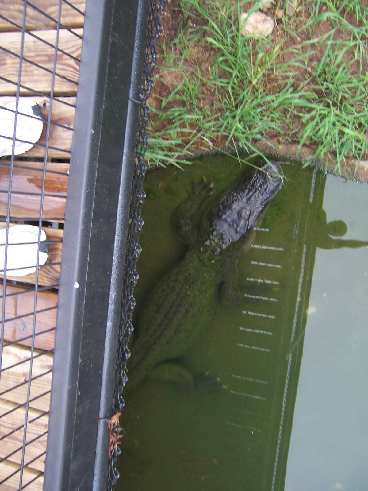 Alligator