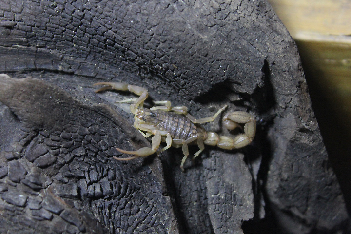 Alligatorbark scorpion (Hottentotta hottentotta)