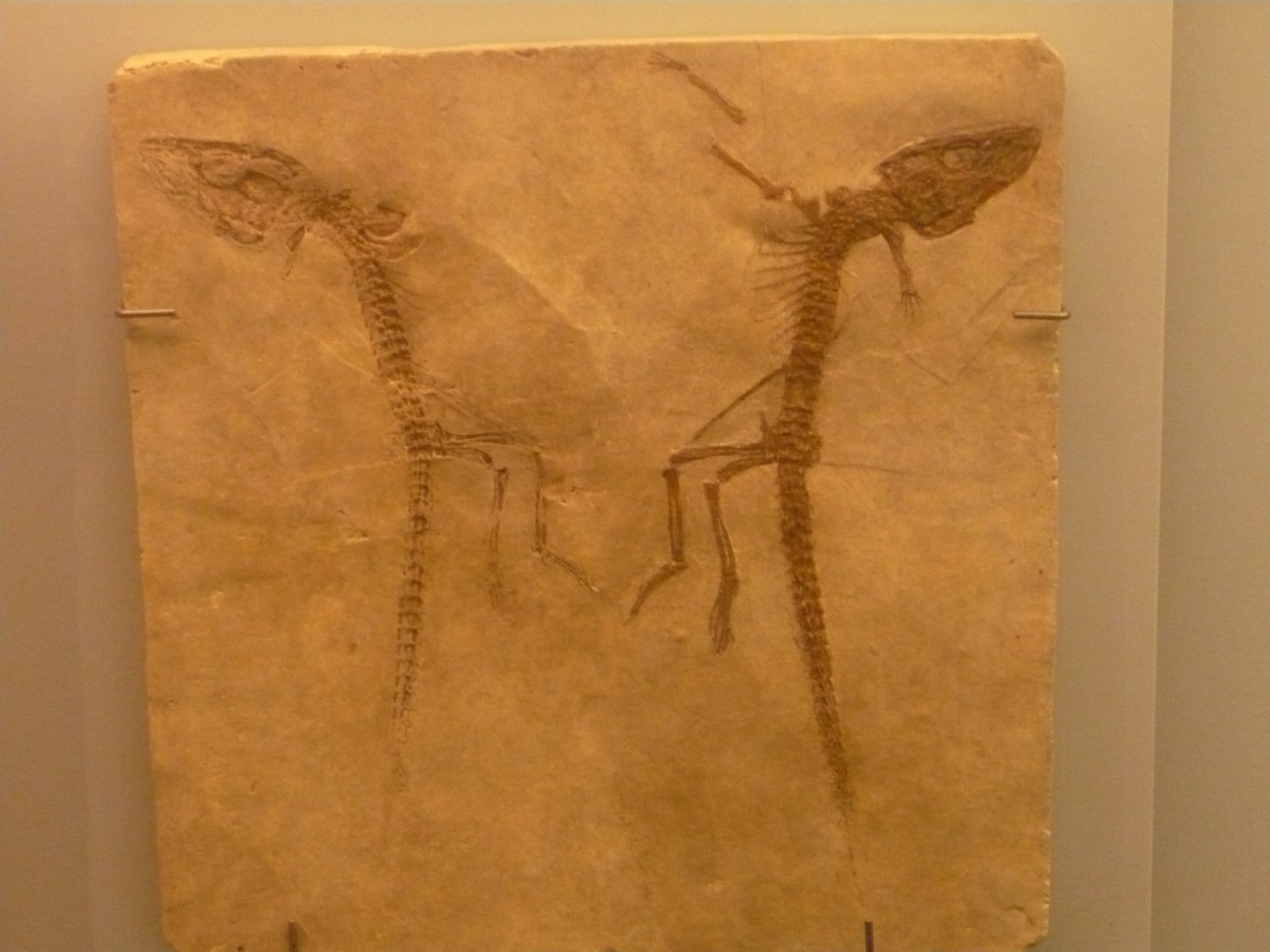 Alligatorellus beaumonti