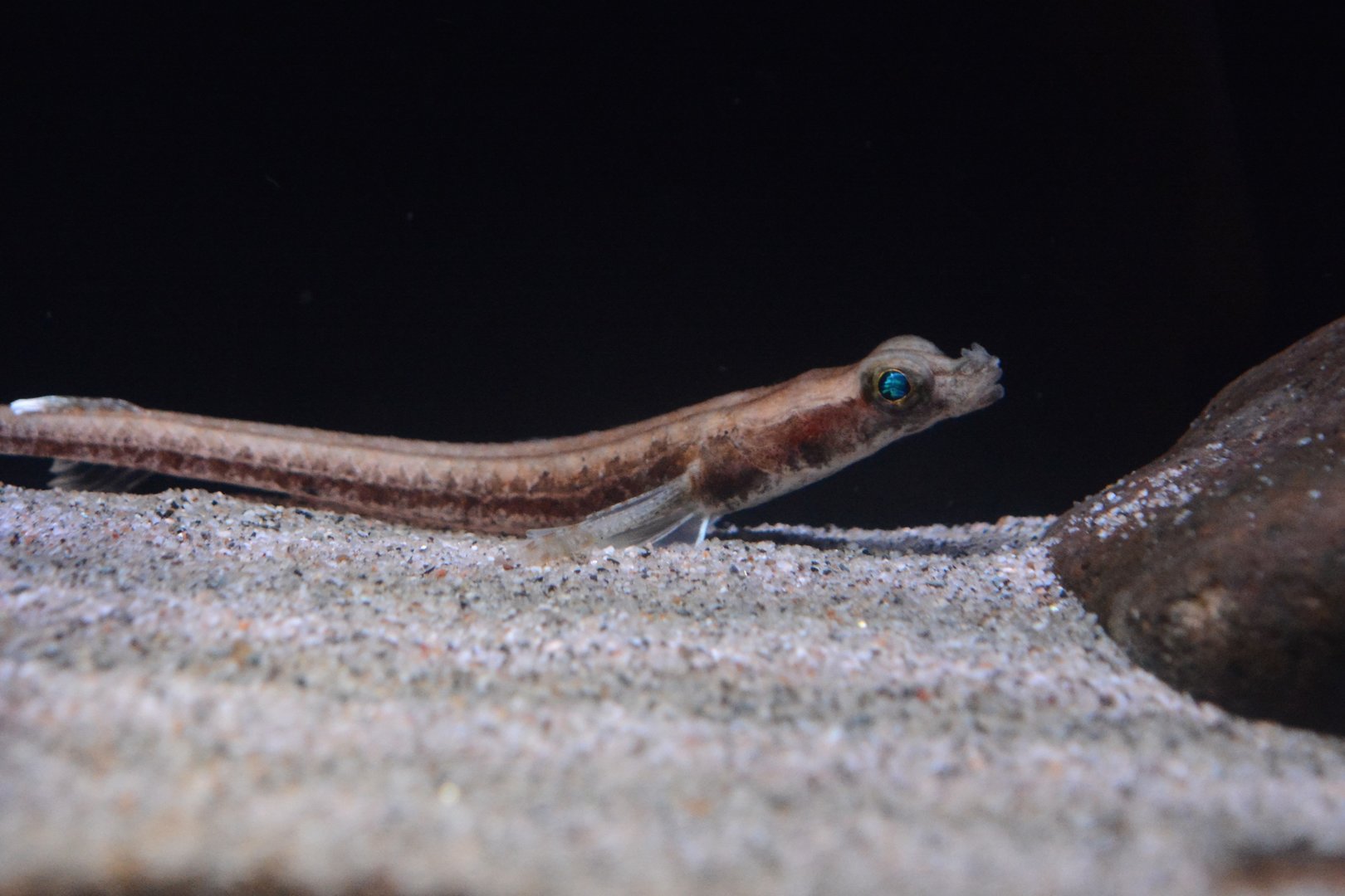 Alligatorfish (Aspidophoroides monopterygius)