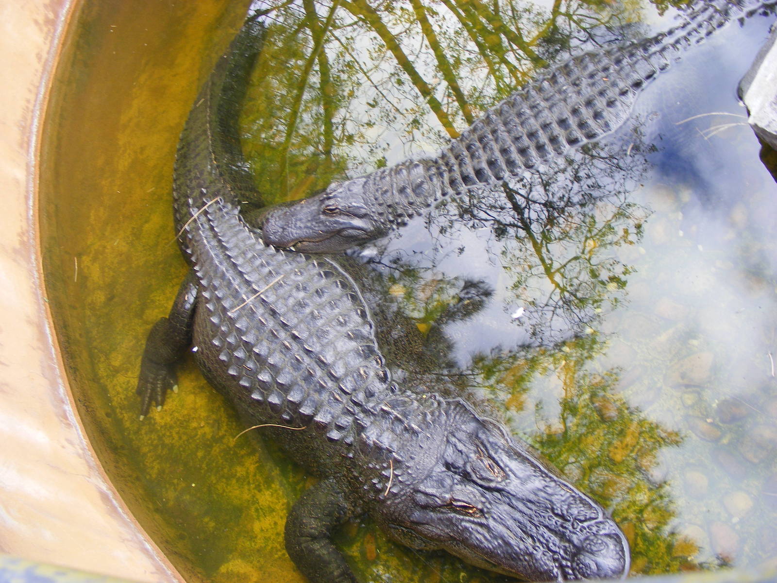 Alligators - April, 2010