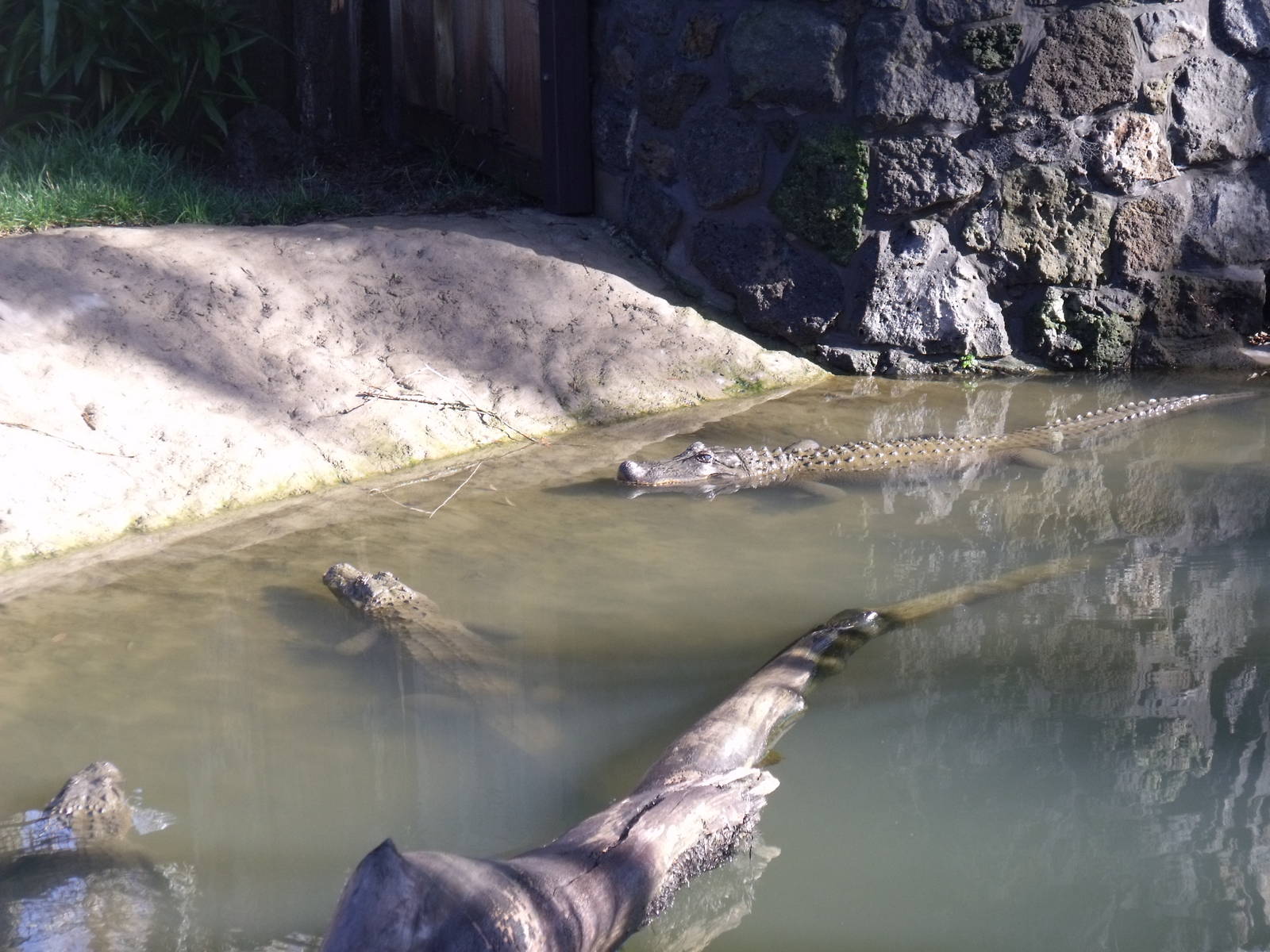 Alligators at Auckland Zoo