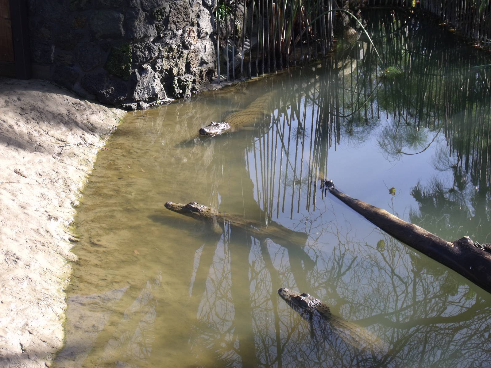 Alligators at the tropics