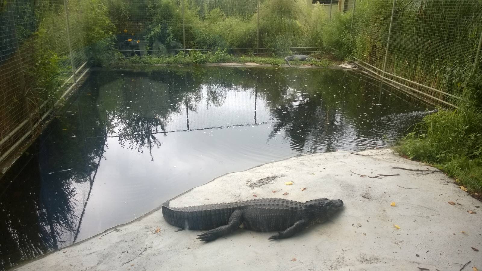 Alligators