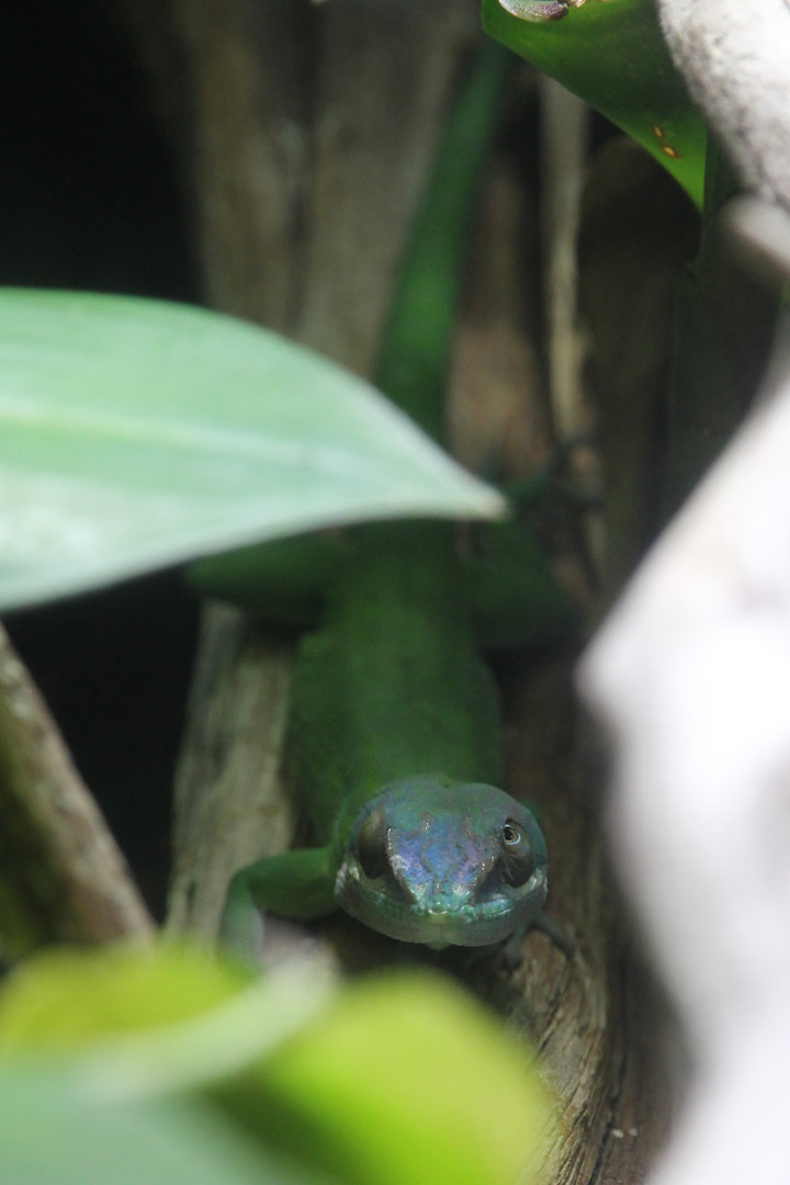 Allison’s anole (Anolis allisoni)