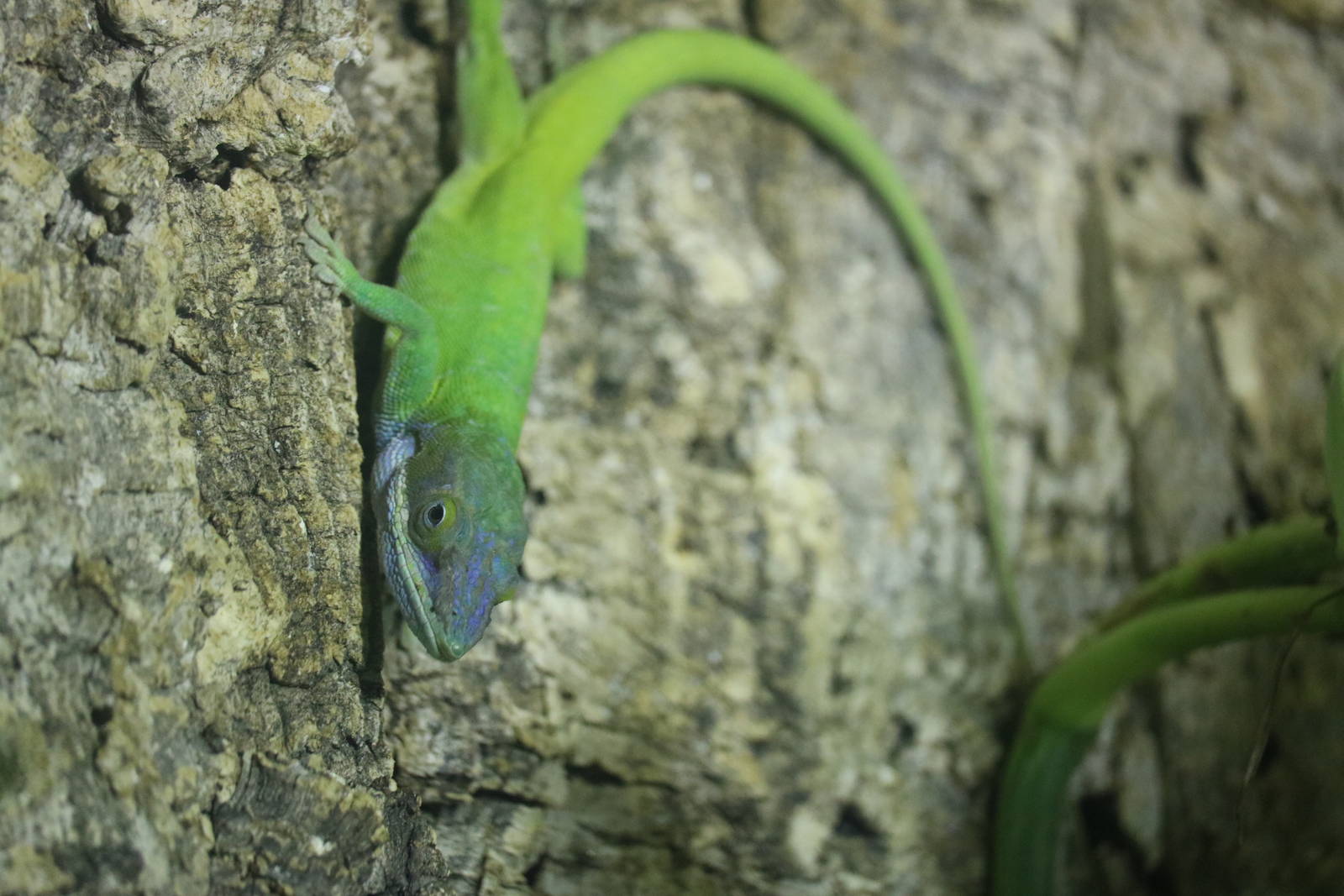Allison's anole, September 2015