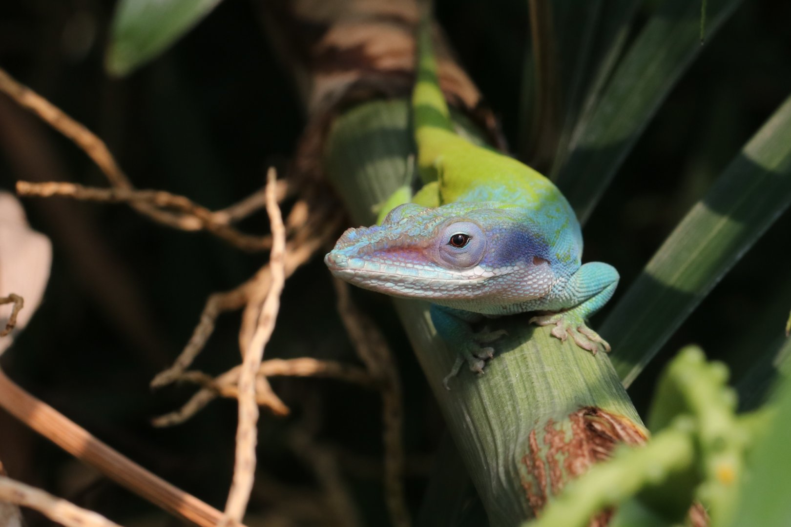 Allison's Anole