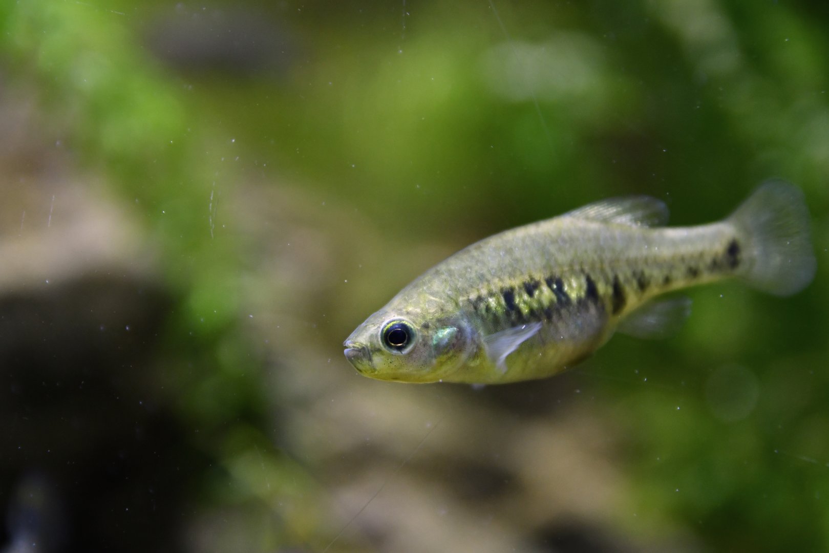 Allodontichthys zonistius