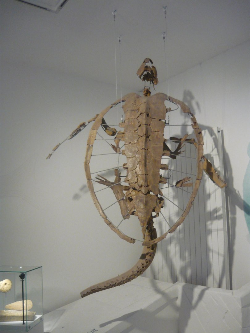 Allopleuron hoffmani