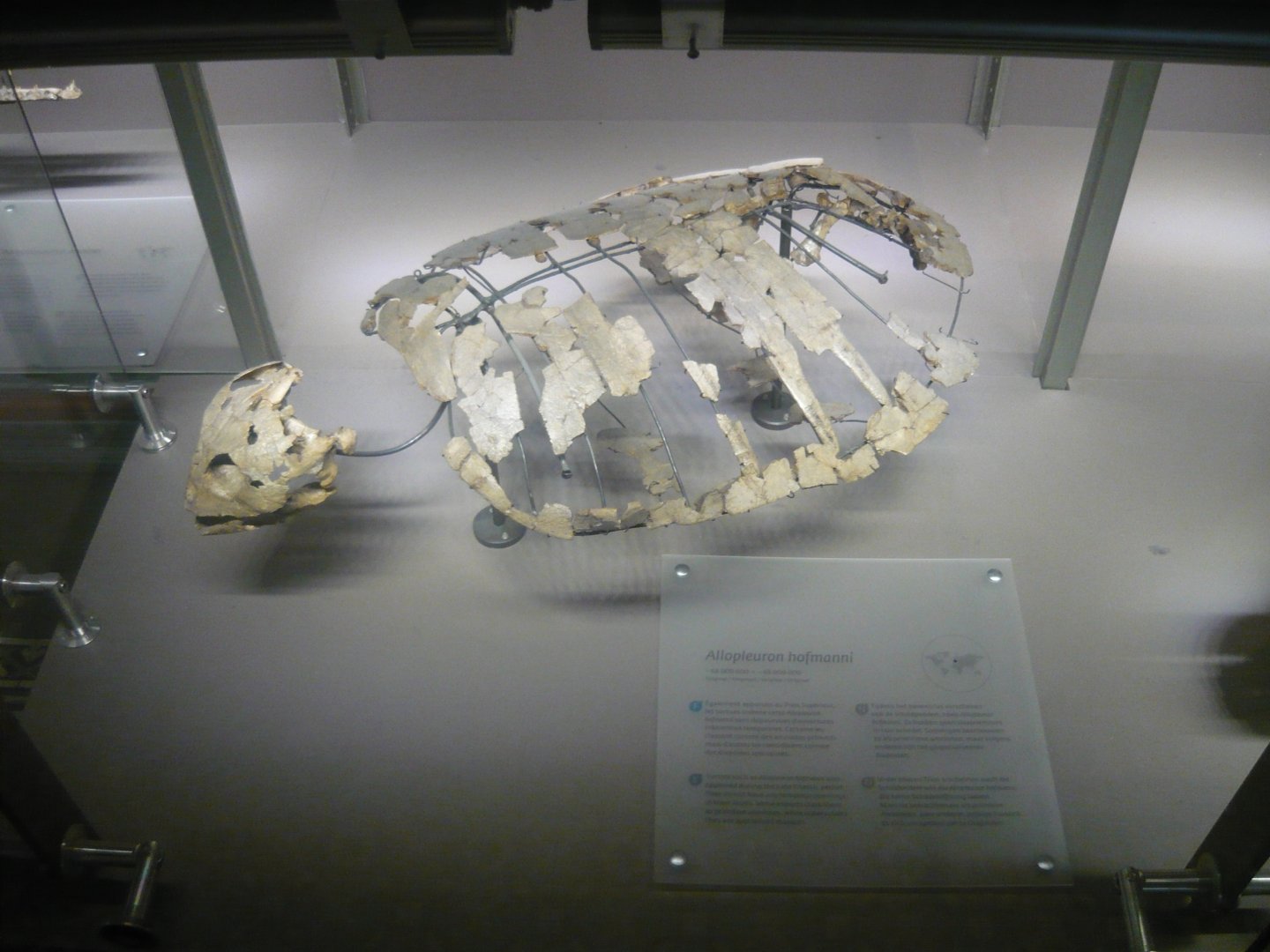 Allopleuron hofmanni