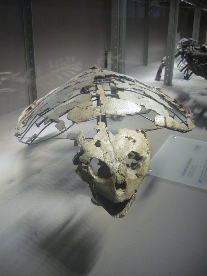 Allopleuron hofmanni