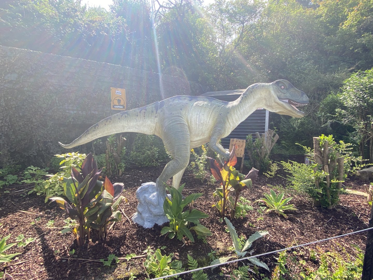 Allosaurus - August 2024