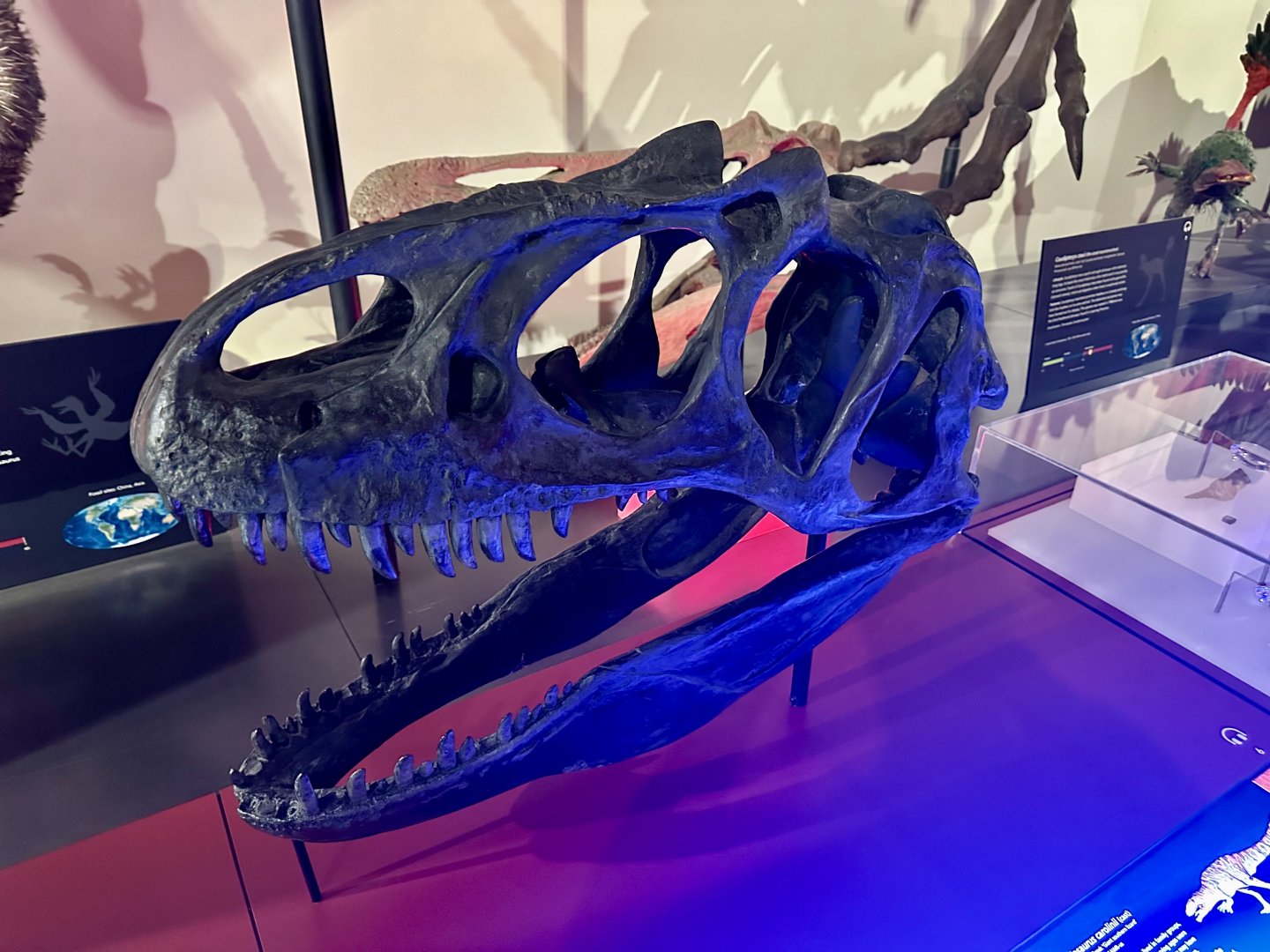 Allosaurus fragilis (cast)