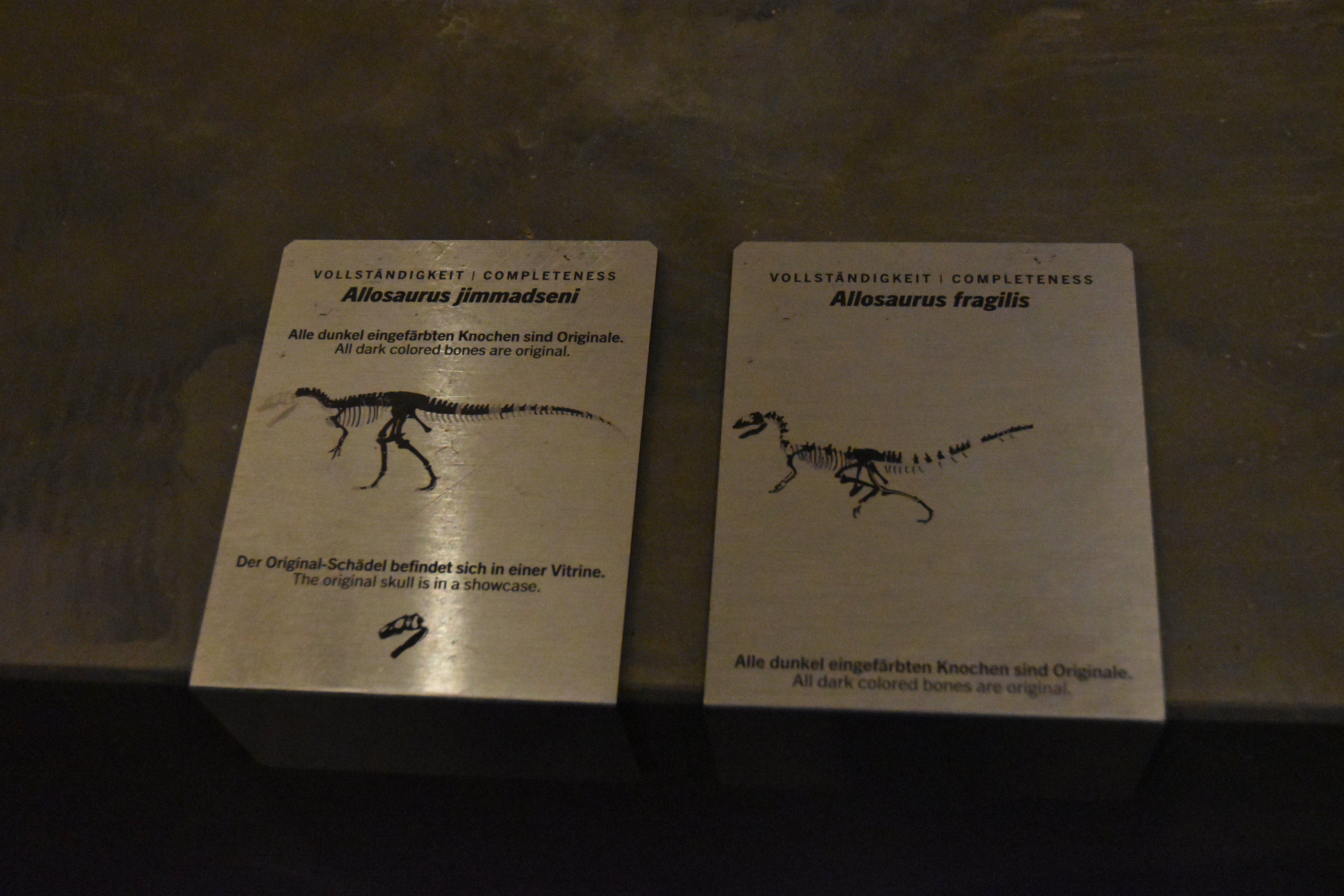 Allosaurus Signage, Museum für Naturkunde, Berlin, 7th June 2023