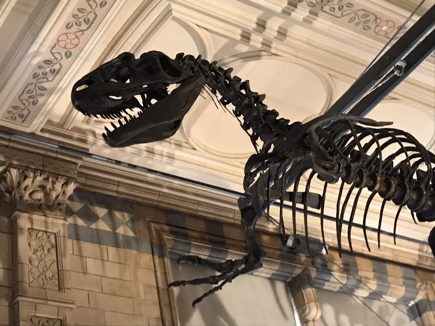 Allosaurus skeleton closeup