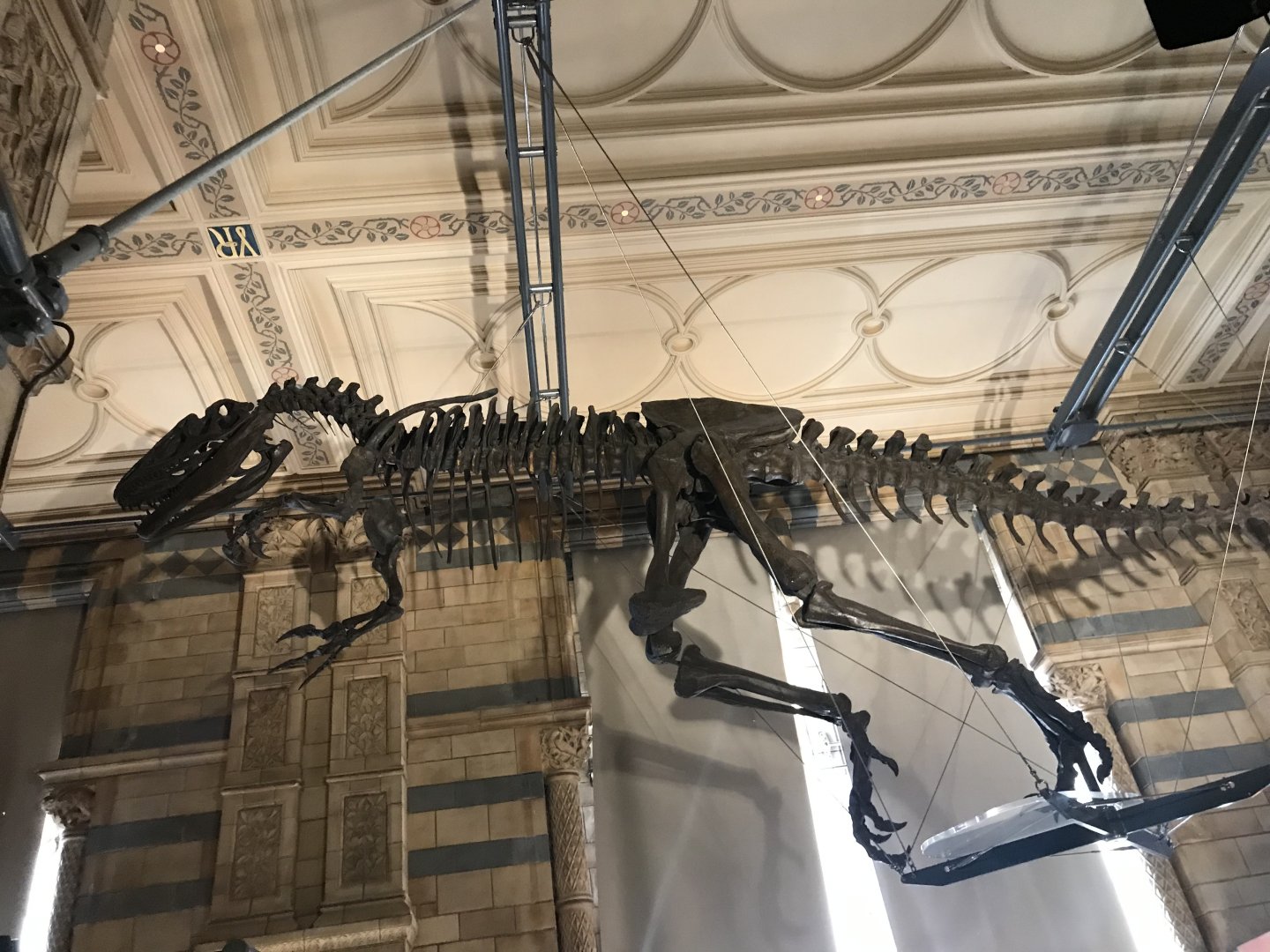 Allosaurus skeleton