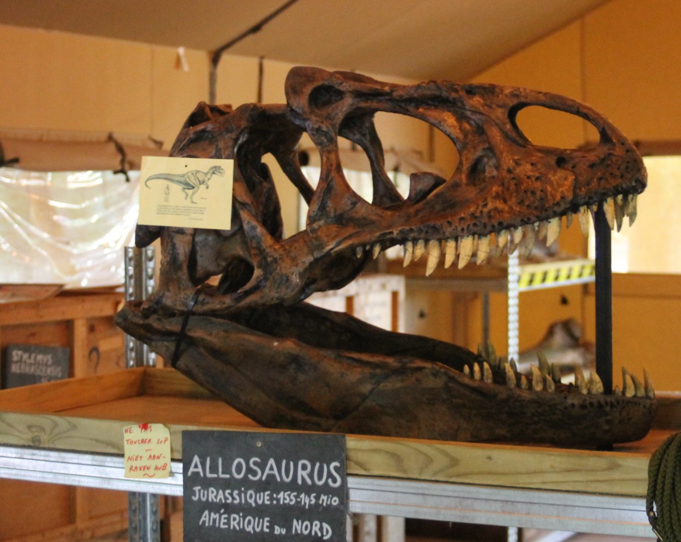 Allosaurus skull at one of the field-stations