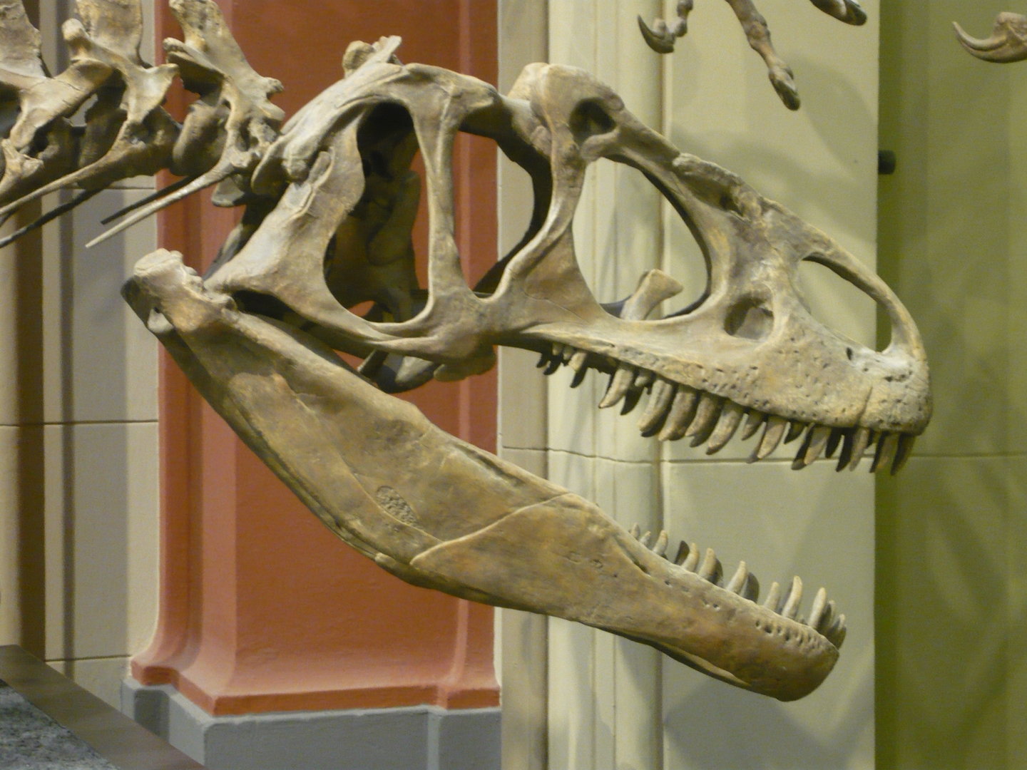 Allosaurus skull (cast)