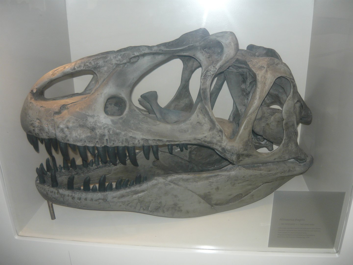 Allosaurus skull (model)