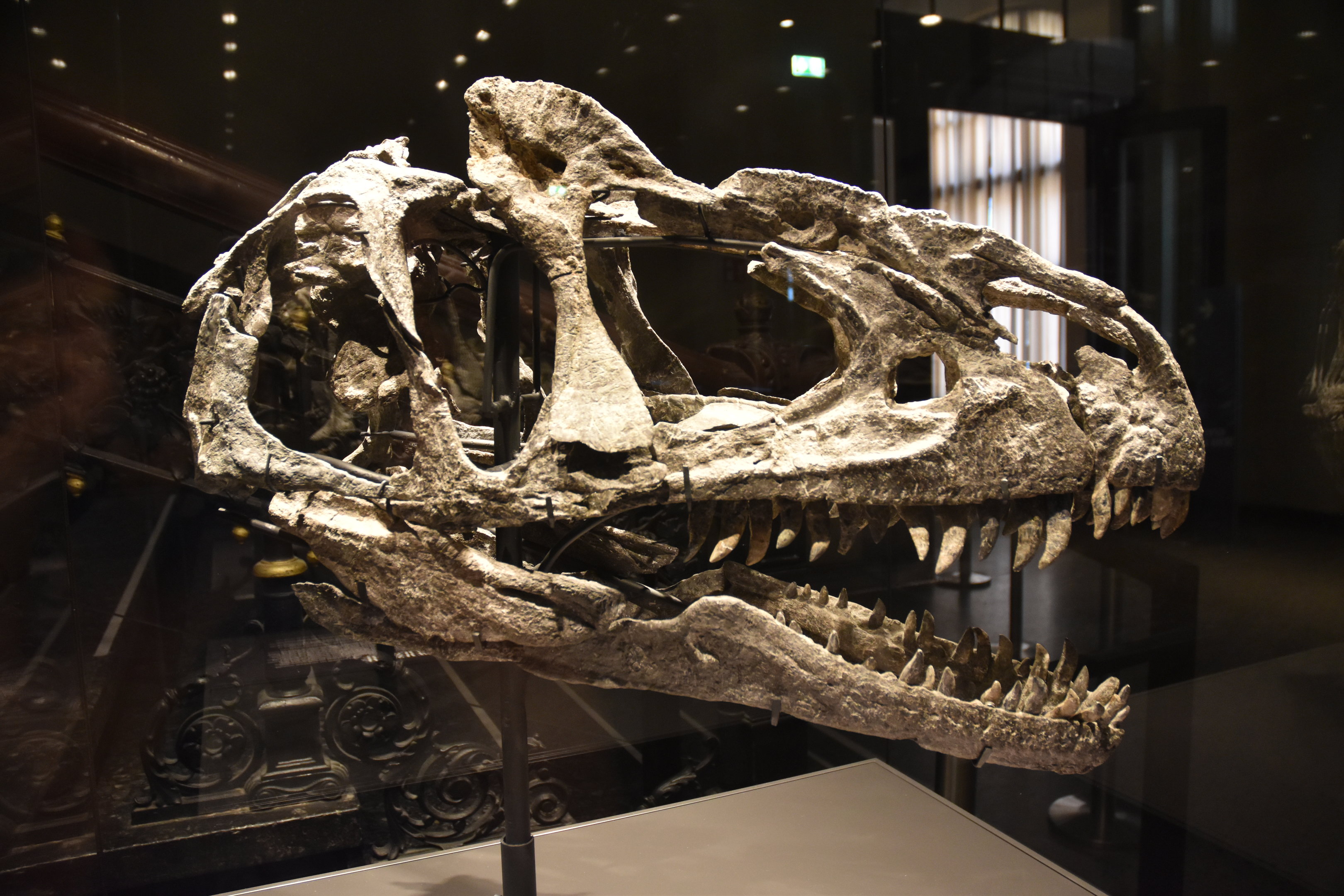 Allosaurus Specimen (Skull), Museum für Naturkunde, Berlin, 7th June 2023