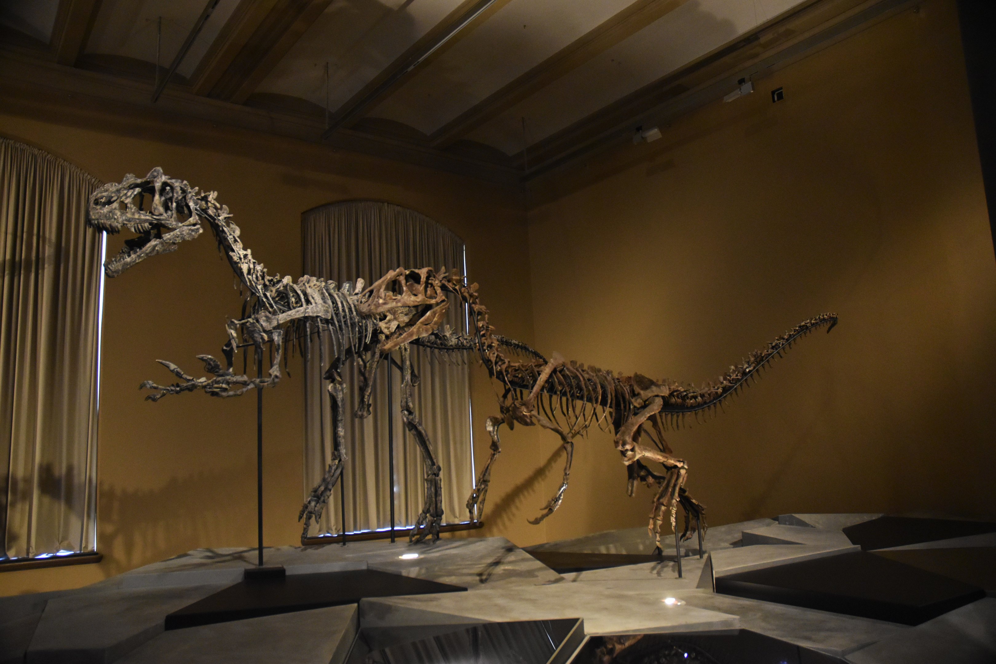 Allosaurus Specimens, Museum für Naturkunde, Berlin, 7th June 2023