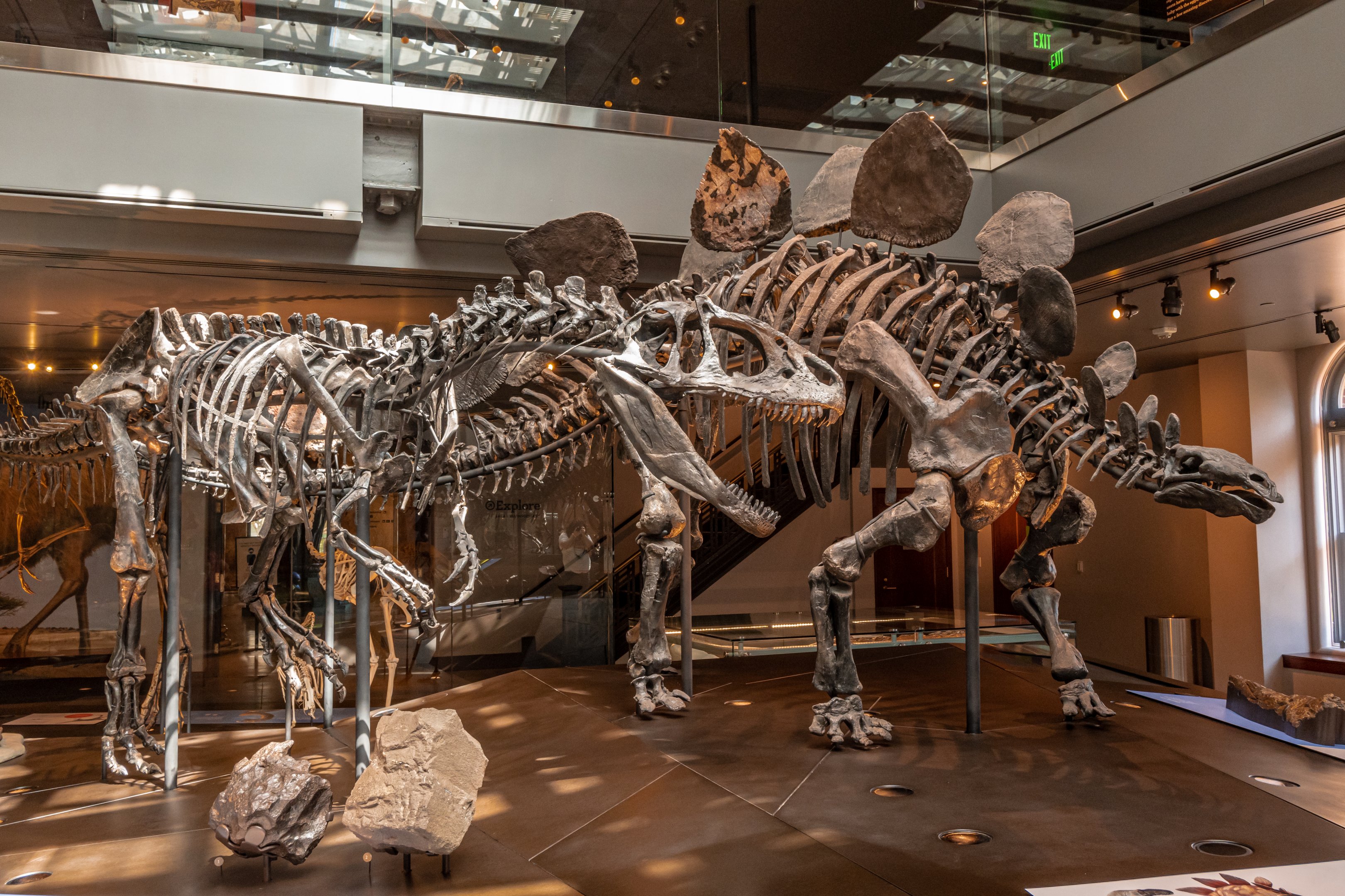 Allosaurus vs Stegosaurus display
