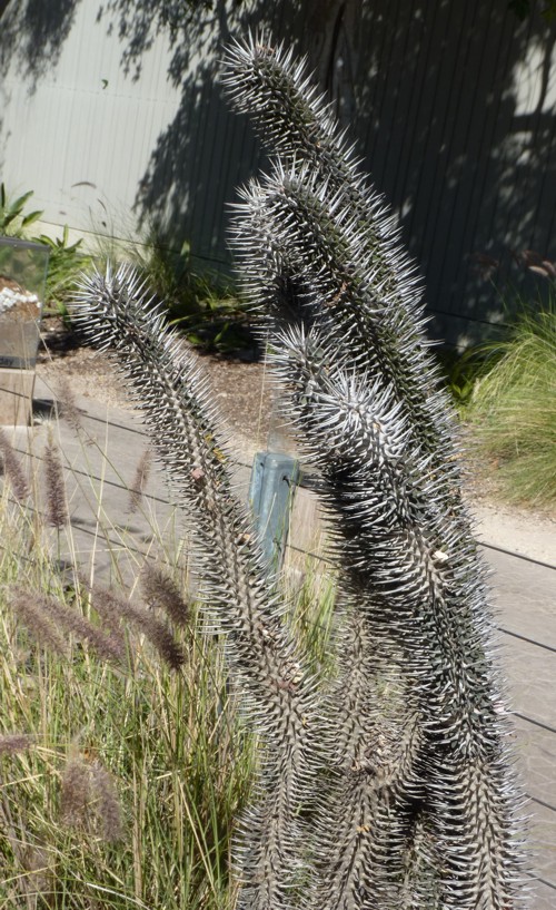 Alluaudia montagnacii