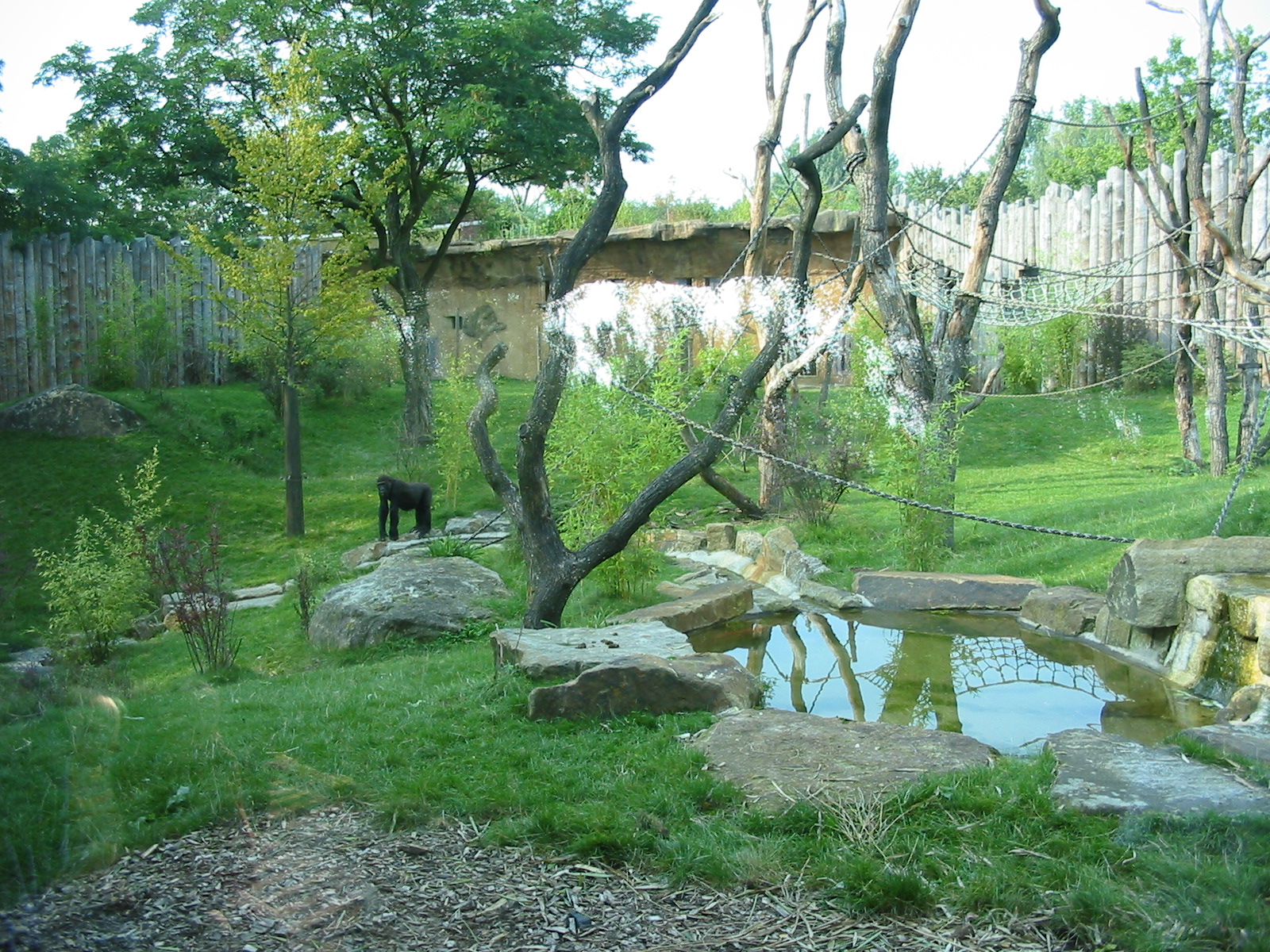 Allwetterzoo Munster 2004 - Gorilla exhibit