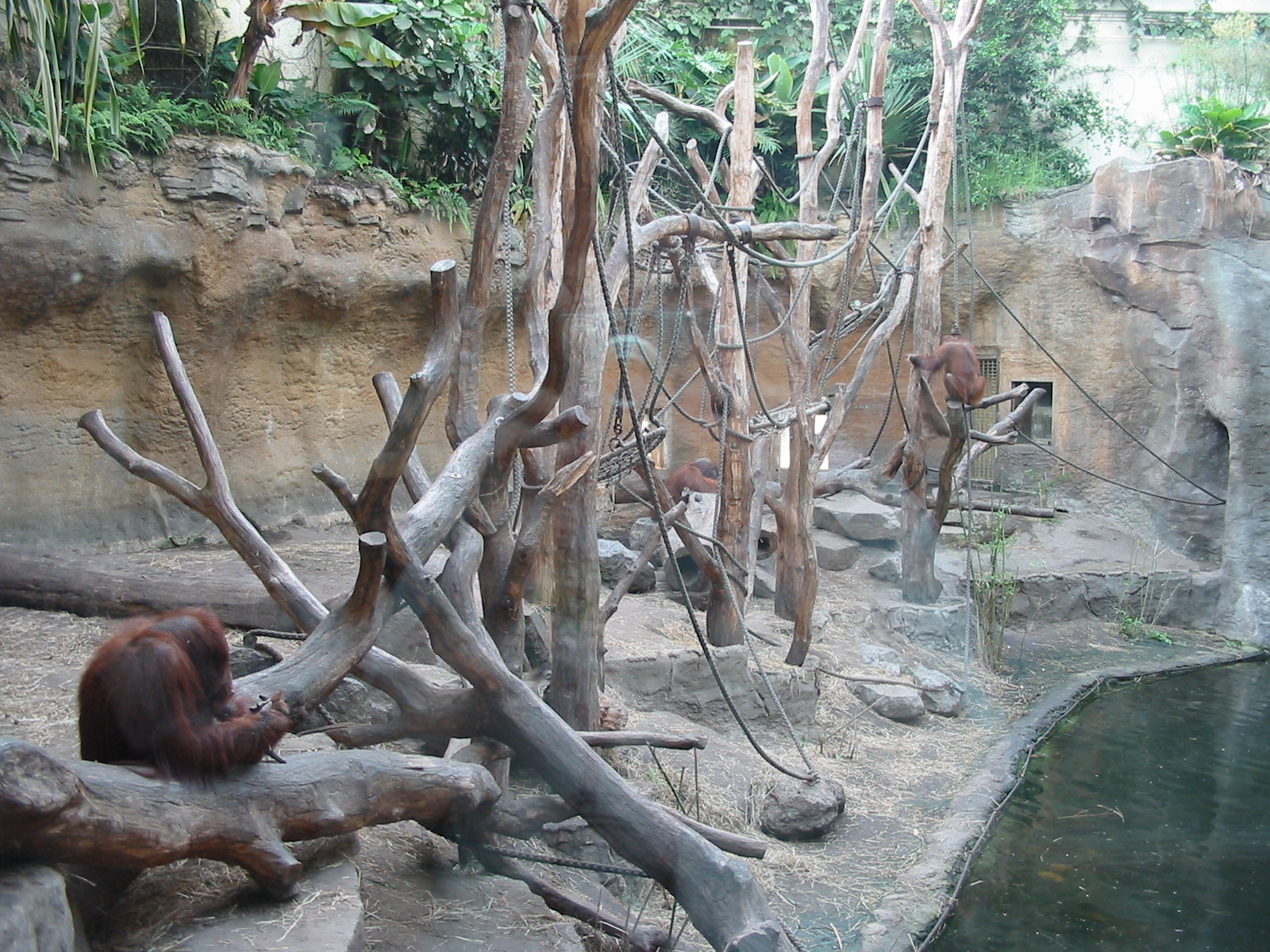 Allwetterzoo Munster 2004 - Inside the Orangutan House