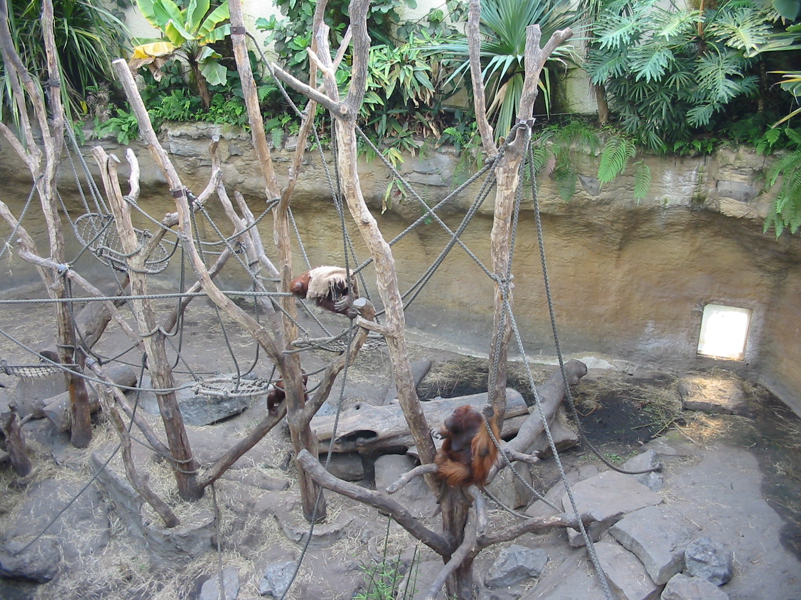 Allwetterzoo Munster 2004 - Inside the Orangutan House